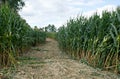 Corn Maze Path Royalty Free Stock Photo