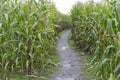 Corn maze Royalty Free Stock Photo