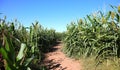 Corn Maze Path Royalty Free Stock Photo