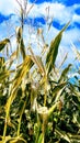 A corn maze in portland,oregon