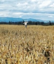Corn maze with scarecrow