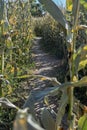 Corn Maze trail through a Pumpkin Patch Royalty Free Stock Photo