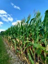 Corn for Miles Royalty Free Stock Photo