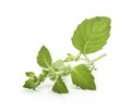 Corn mint flowers and leaves on a white background Royalty Free Stock Photo