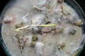 Corn molds with aflatoxin in a Petry dish