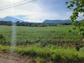 Corn and mountain Royalty Free Stock Photo