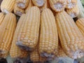Corn is neatly arranged on display Royalty Free Stock Photo