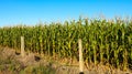 Corn a noble agricultural crop in Brazil