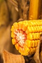 Corn ob with grains cross section