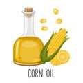 Corn oil, sweet corn seeds and cobs. Corn seed oil in a bottle. Food. Illustration