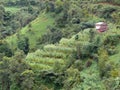 Corn Paddy Fields on a Green Mountain Slope Royalty Free Stock Photo