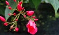 In the corn of the park, the red flowers(Jatropha integerrima) are blooming.