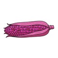 The corn is partially husked showing rows of uniformly arranged kernels Royalty Free Stock Photo