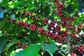 Coffee production in Brazil Royalty Free Stock Photo