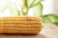 Corn Pests: Corn Ear worm. Corn plant attacked by worms in maize field Royalty Free Stock Photo