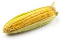 Corn photo realistic illustration - Generative AI.