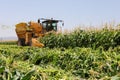 Corn picker harvesting a Sweet Cornfield. Harvest of Agriculture field. Royalty Free Stock Photo