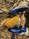 Corn picking