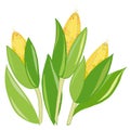 1457 corn, picture of corn, with leaves and yellow grains, vector illustration, isolate on a white background