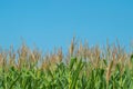 Corn plant on a background of blue sky