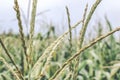 Corn plant with blooming flowers that come together with the corncob formation. Closeup the flowers of corn from the