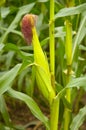 Corn plant