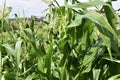 Corn plant close up in the summer garden