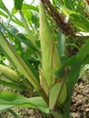 Corn plant corb corn closeup Royalty Free Stock Photo