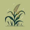 corn plant cultivation with ripe corn cobs Royalty Free Stock Photo