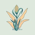 corn plant cultivation with ripe corn cobs Royalty Free Stock Photo