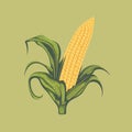 corn plant cultivation with ripe corn cobs Royalty Free Stock Photo