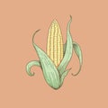 corn plant cultivation with ripe corn cobs Royalty Free Stock Photo
