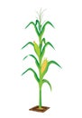 Corn plant Royalty Free Stock Photo