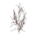 Corn plant engraving. Vintage botanical drawing of field maize stalk with leaf. Vegetable crop sketch in retro style