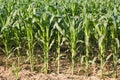 Corn plant. Royalty Free Stock Photo