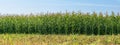 Corn plant field d Countryside on sunny summer day Royalty Free Stock Photo