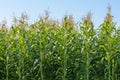 Corn plant field Countryside on sunny summer day Royalty Free Stock Photo