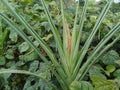 Corn plant with flower buds that have not yet bloomed Royalty Free Stock Photo