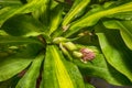 Corn Plant Flowering, Budding With Water Drops