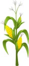 Corn plant with green leaves and ripe yellow ears of corn