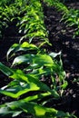 Corn plant growing in black earth, organic farming, rows in the field