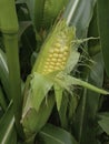 Corn plant growing in field