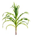 Corn plant growing isolated on white background for garden design Royalty Free Stock Photo