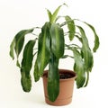 Corn Plant Houseplant Royalty Free Stock Photo