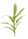 Corn plant Royalty Free Stock Photo
