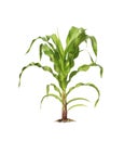 Corn plant isolated on a white background with clipping paths for garden design Royalty Free Stock Photo