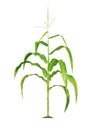 Corn plant isolated on a white background with clipping paths for garden design Royalty Free Stock Photo