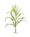 Corn plant isolated on a white background with clipping paths for garden design Royalty Free Stock Photo