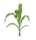 Corn plant isolated on a white background Royalty Free Stock Photo