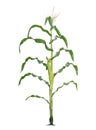 Corn plant isolated on a white background Royalty Free Stock Photo